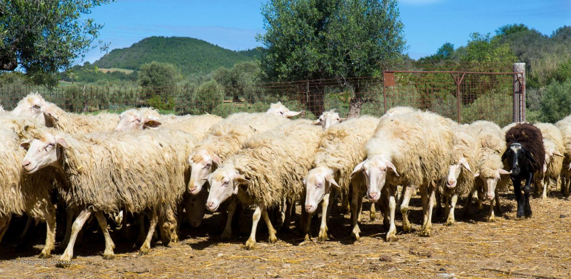 Agriturismo La Valle Degli Ulivi Semproniano Bagian luar foto
